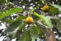 Artocarpus hirsutus
